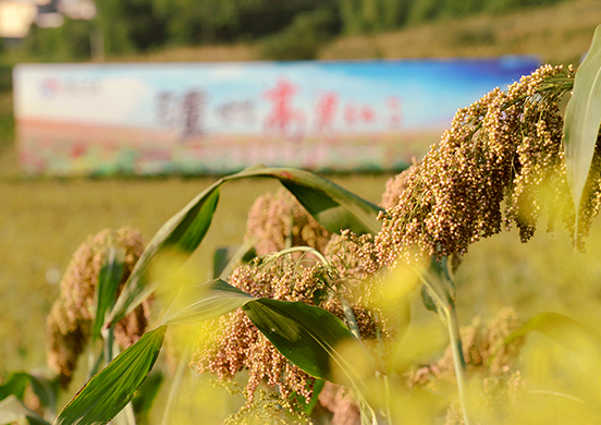 瀘州高粱紅了，濃香國酒的有機(jī)品質(zhì)從源頭開始